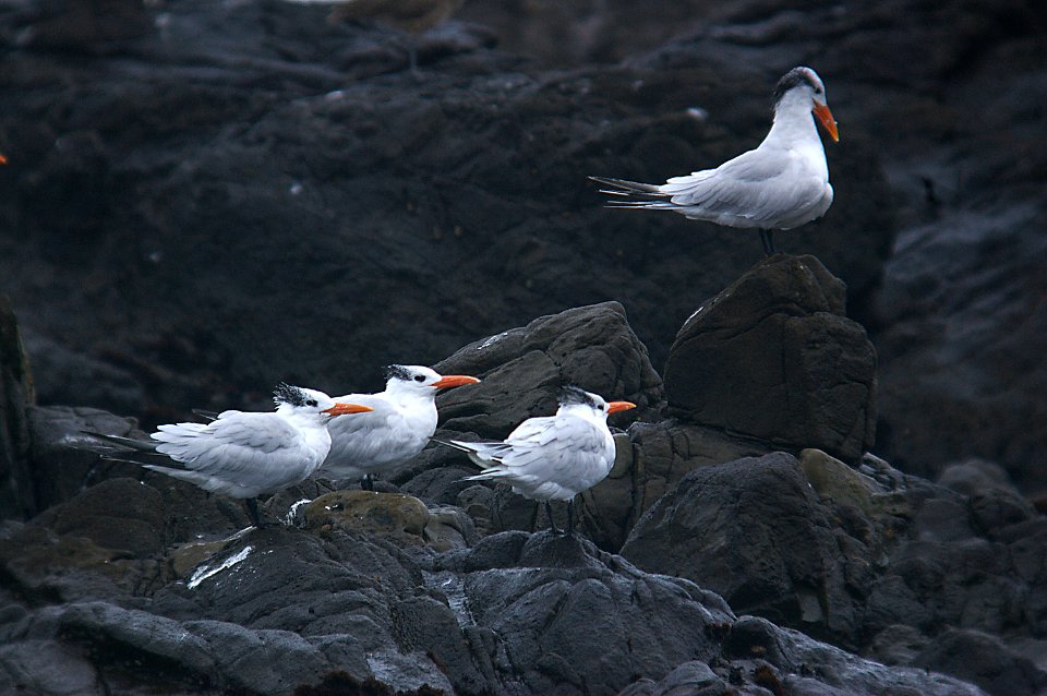 TERN, ROYAL 10-24-05 slo-1