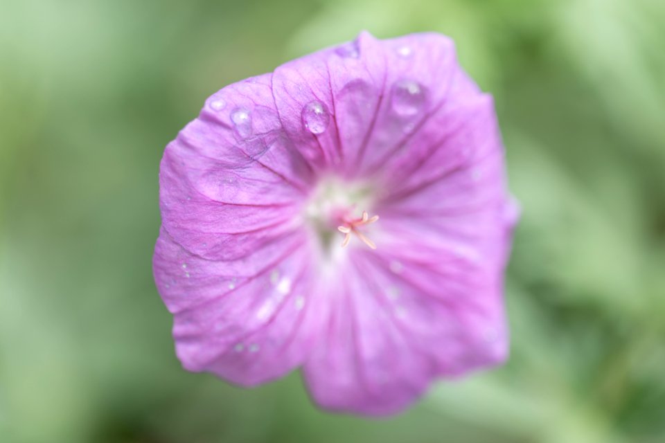 Blumen gehen immer