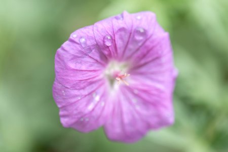 Blumen gehen immer