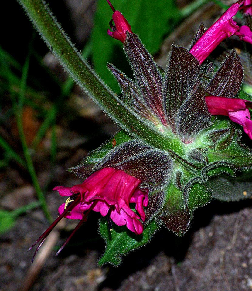 SAGE, HUMMINGBIRD  (salvia spathacea) (3-16-07)-2