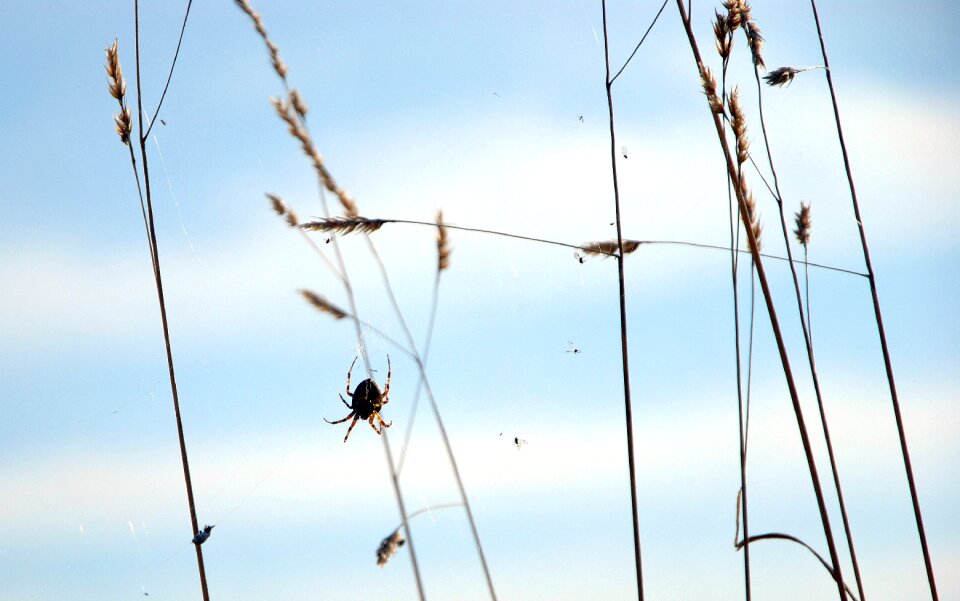Grass plant animal