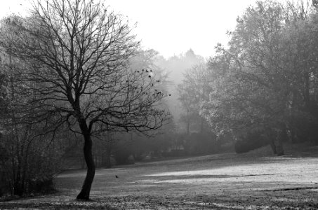 misty morning