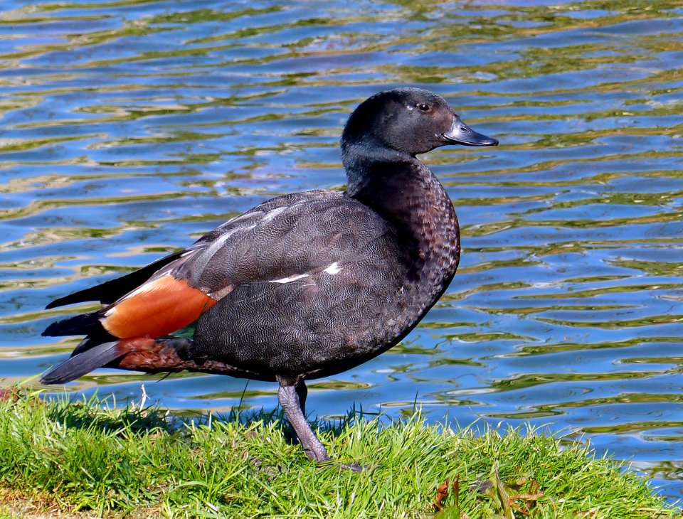 Paradise shelduck. (male)