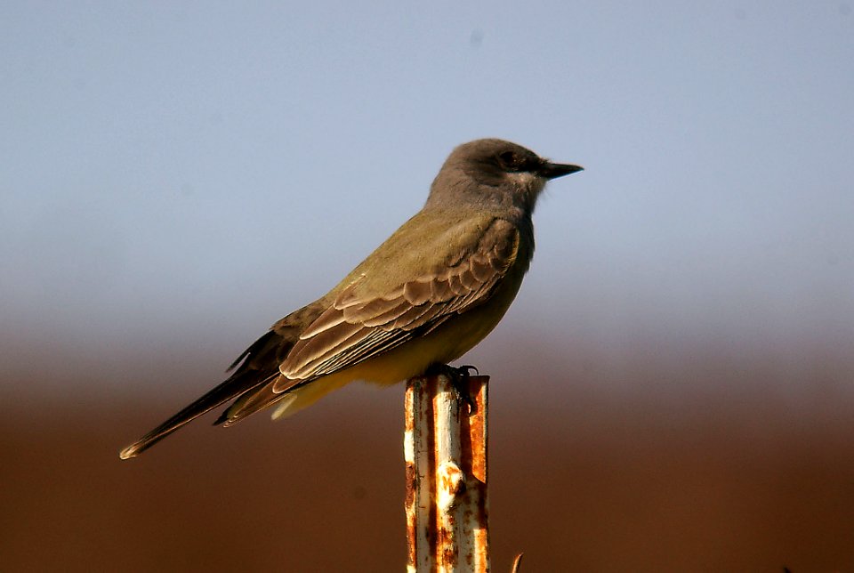 KINGBIRD, CASSIN'S (1-9-06) cal poly, san luis obispo, slo co, ca