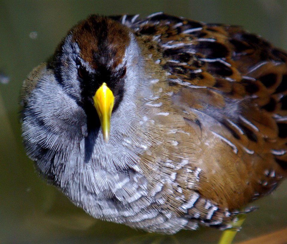 SORA (3-2-07) morro bay, slo co, ca