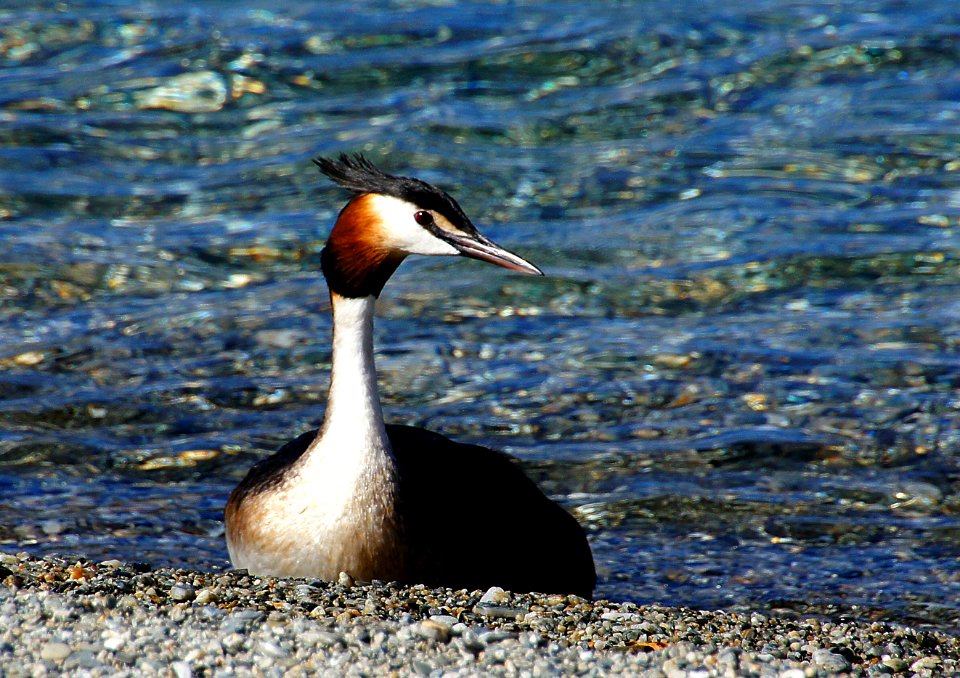 Australasian Crested Grebe