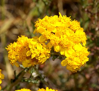YARROW, GOLDEN (eriophyllum confertiflorum) (6-6-07) canet -1