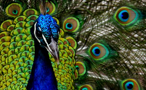 Peacock. photo