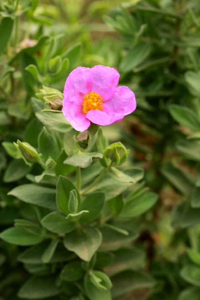 Flore montpelliéraine