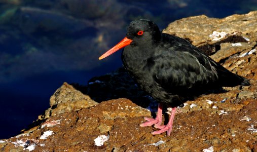 The variable oystercatcher (Haematopus unicolor)