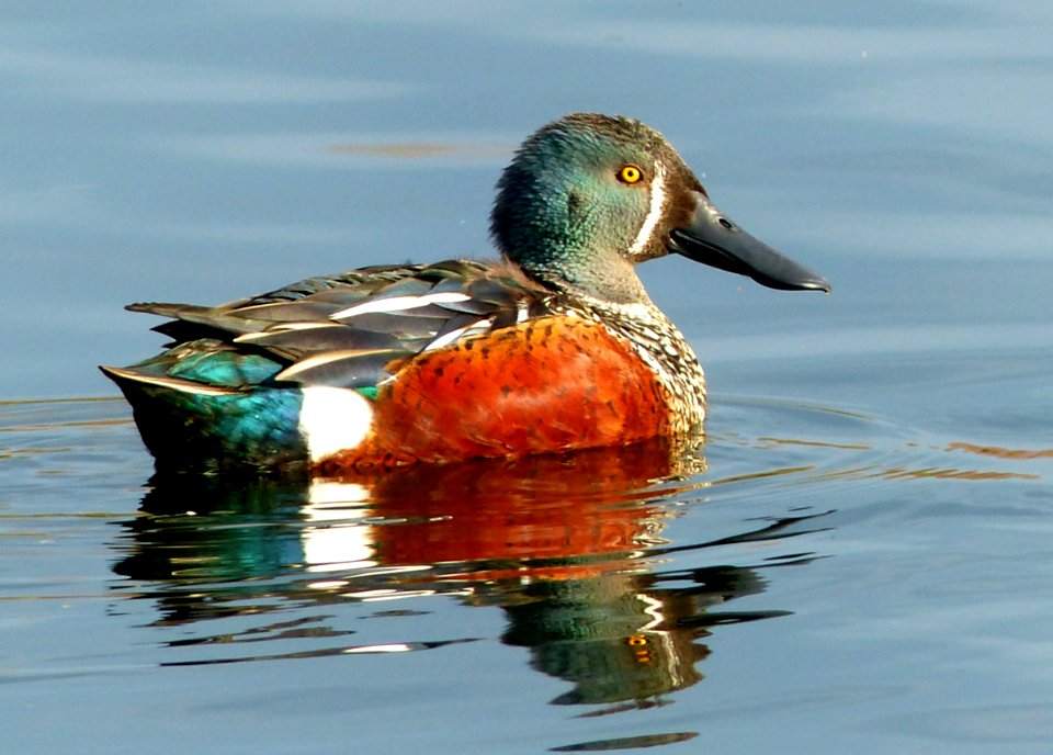 New Zealand Shoveler ( Anas rhynchotis variegata )