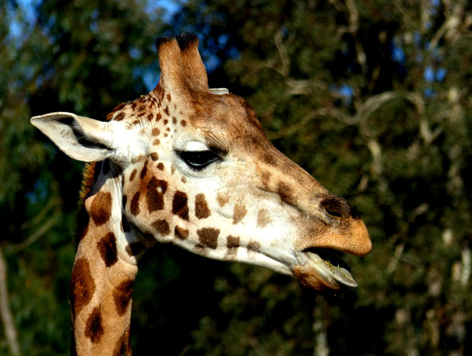 Rothschild's giraffe. FZ200