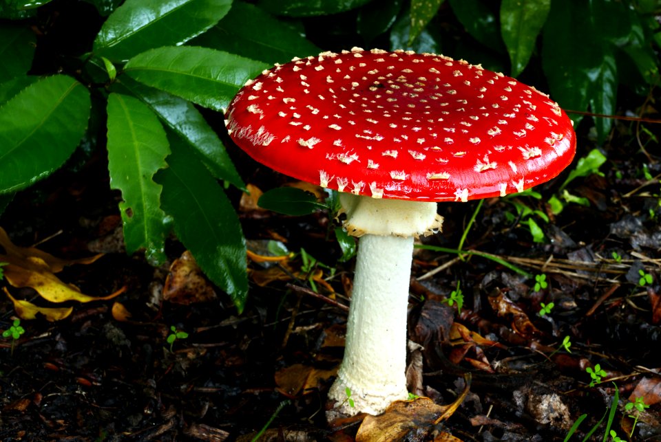Amanita muscaria. (Fly Agaric)