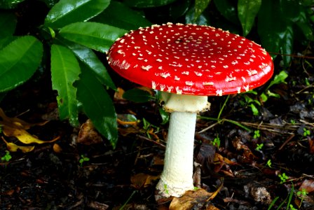 Amanita muscaria. (Fly Agaric)