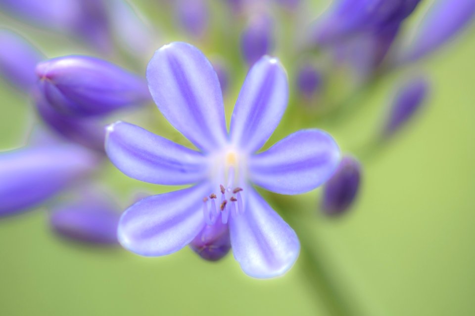 Blumen gehen immer