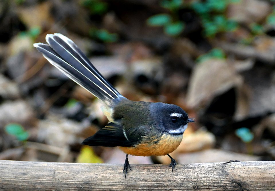 The New Zealand fantail (Rhipidura fuliginosa)