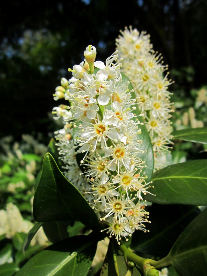 English laurel tree shrub