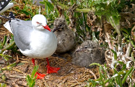 Red billed gull with chicks. (from a hide)
