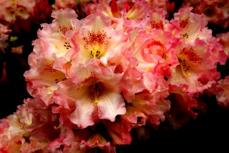 Rhododendron Petticoat lane. photo