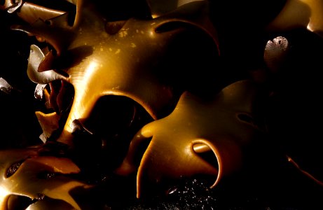 Bull Kelp.