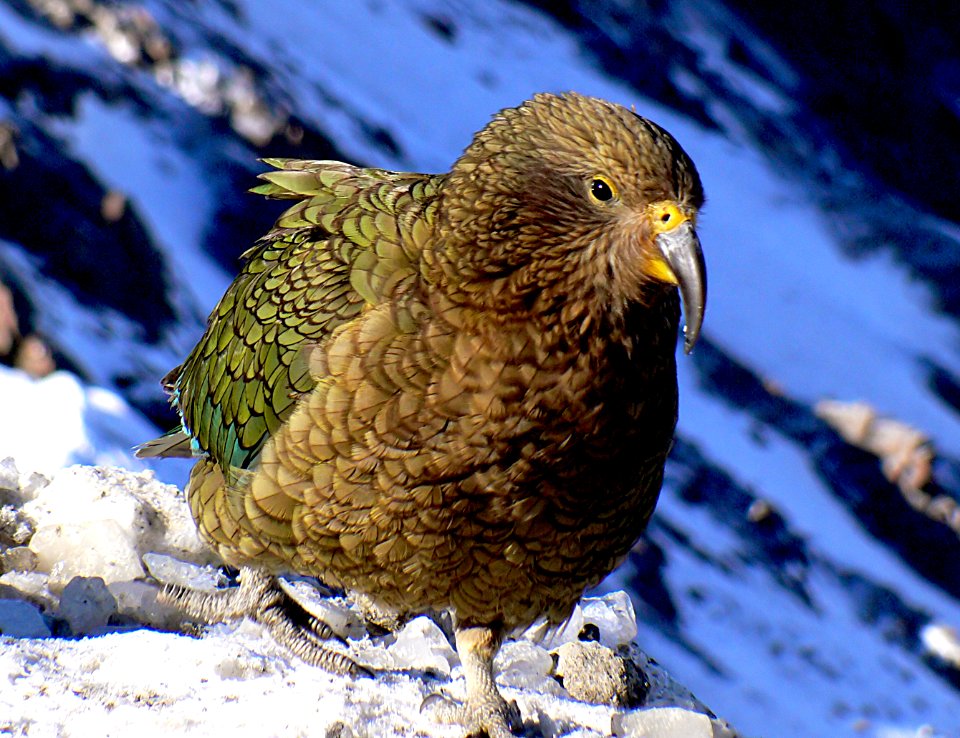 The Kea.  Nestor notabilis.