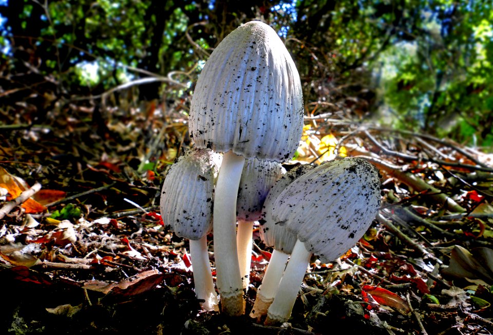 Smooth Ink Cap (Coprinus atramentarius)