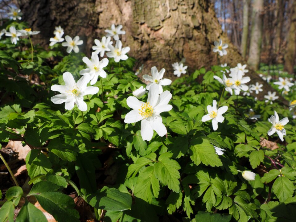 Flower white anemone nemorosa