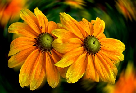 Echinacea, common name Cone flower.