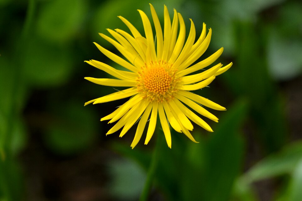 Blossom bloom yellow