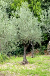 Un olivier cultivé photo