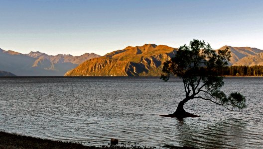 "The Tree"Lake Wanaka. NZ