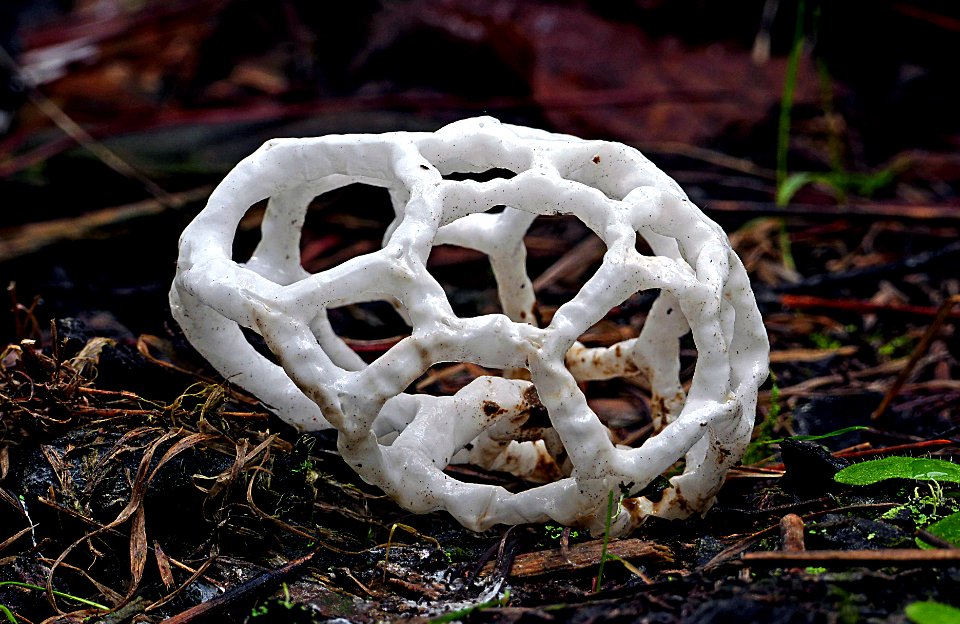 Ileodictyon cibarium. (basket fungi).