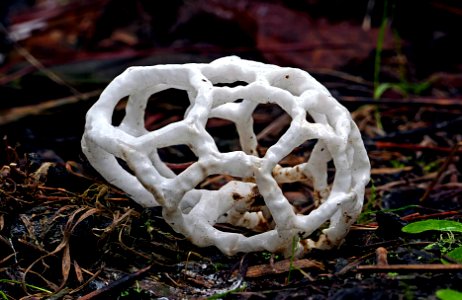 Ileodictyon cibarium. (basket fungi). photo