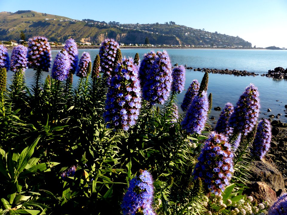 Pride of Madeira.(Echium candicans)