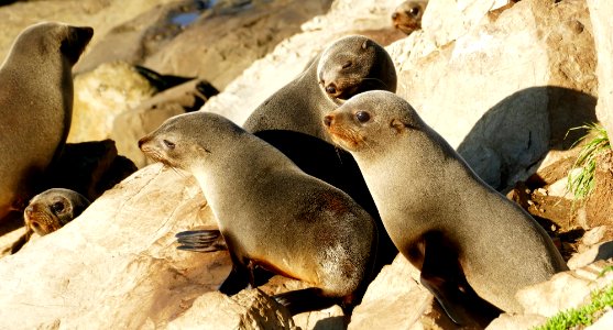 Seal pups. (gang of three)