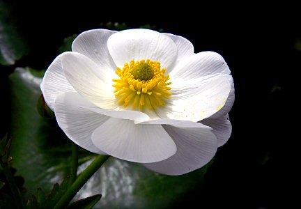 Mount Cook Lily NZ photo