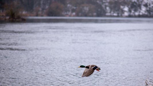 Wildente im Flug photo