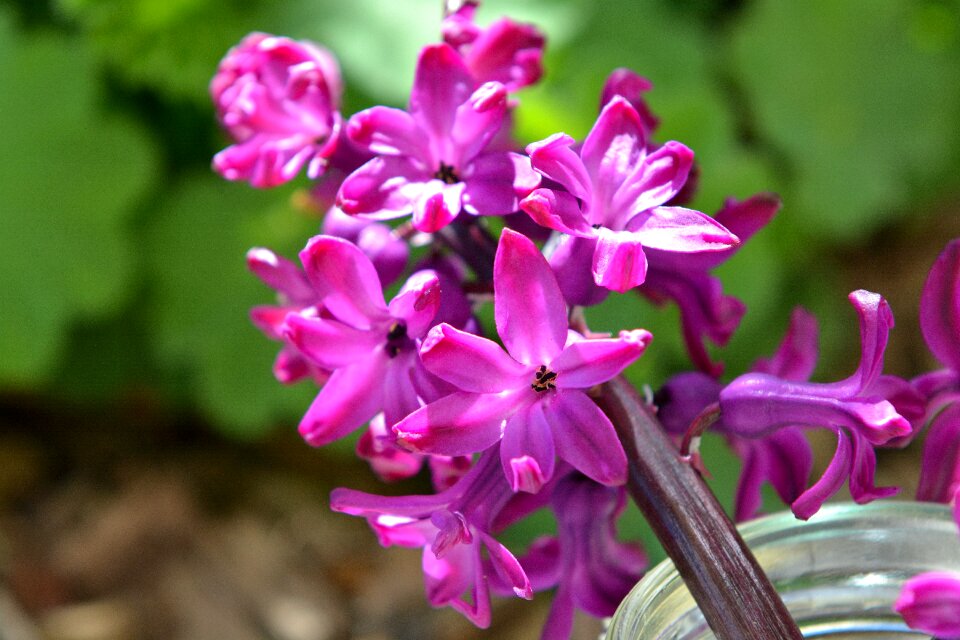 Fragrant flower flowers pink