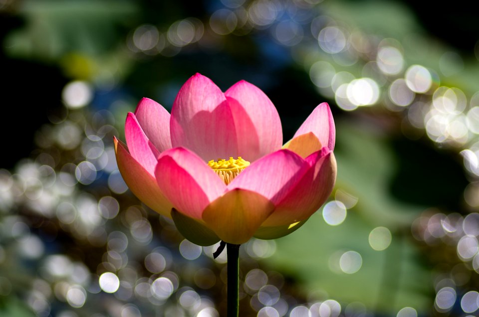 lily on glistening water