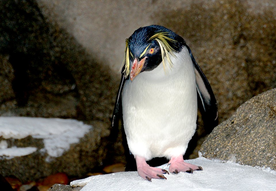 Rockhopper Penguin. Calgary Zoo.