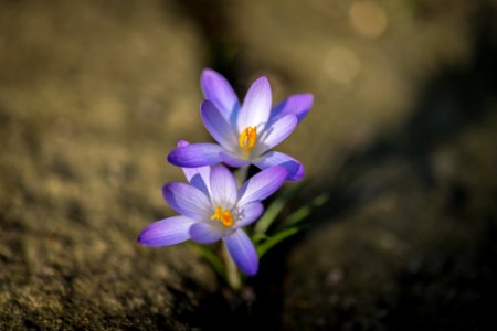 crocus on the stones photo