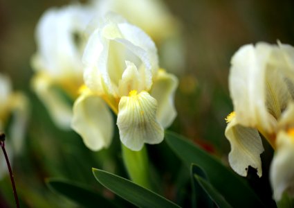 Les iris nains de la garrigue photo