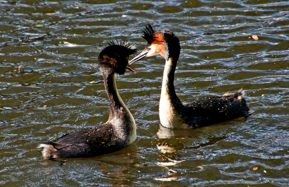 Australasian crested grebe. (Podiceps cristatus)