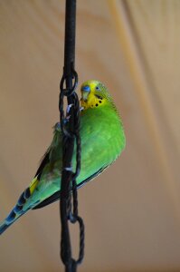 Green green bird animals