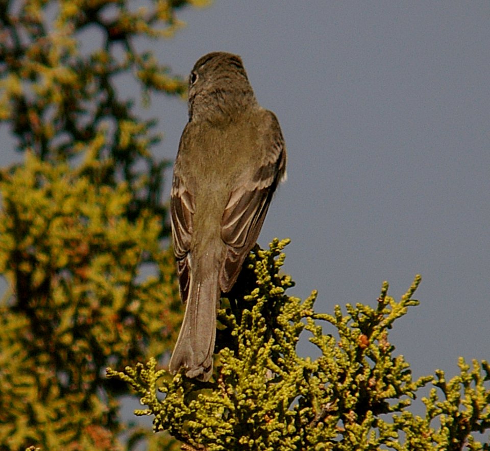 FLYCATCHER, HAMMOND'S (4-29-06) chim -2