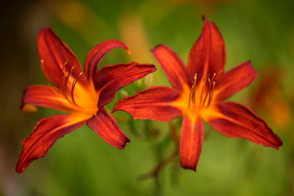 a pair of flowers