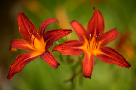 a pair of flowers photo