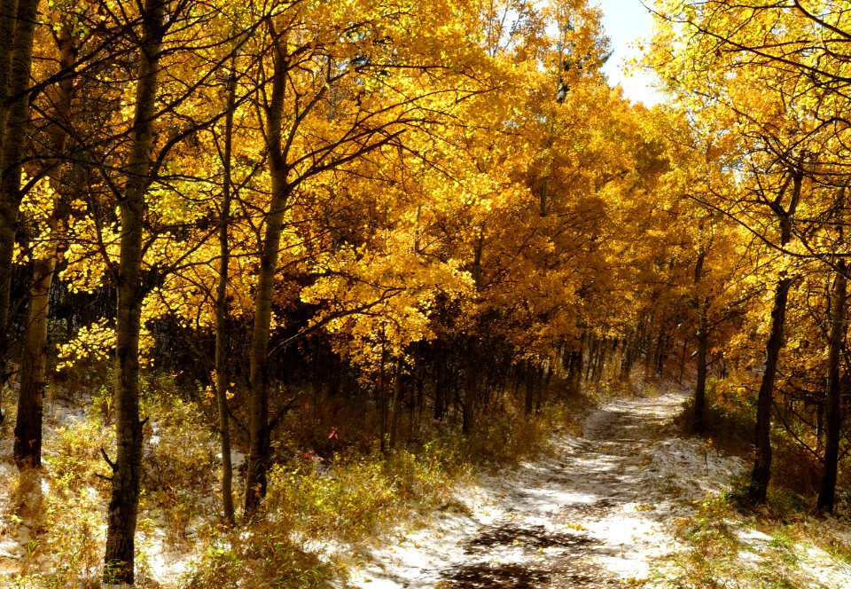 Autumn in Alberta.