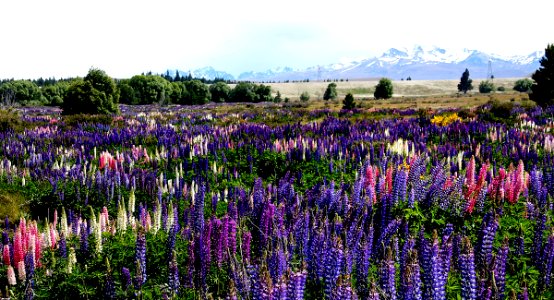Russell Lupins in the MacKenzie Country. NZ photo