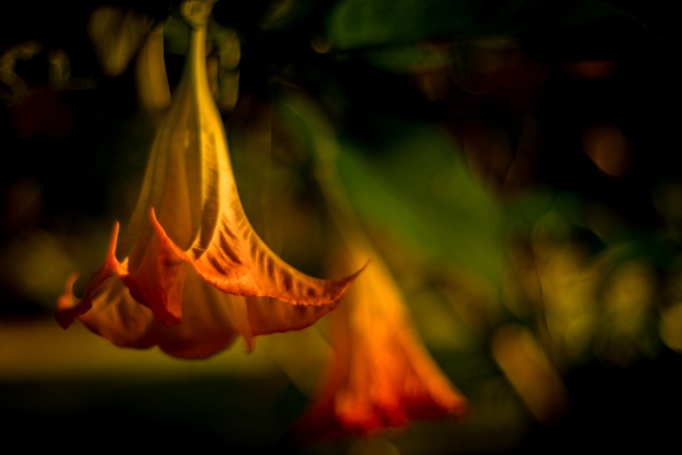 Blumen gehen immer